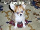 Camada de Chihuahuas de Bolsillo