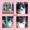 FLOR, se ha quedado sin dueña y hogar