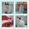 MISI. Gatita busca un hogar. Sevilla.