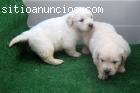 Goldens Retrievers cachorros en oferta.