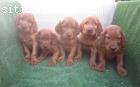 Setters Irlandeses rojos con pedigri