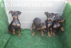 Pinscher miniatura cachgorros en oferta
