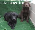 Labradores cachorros desde 250€.