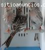 CESION CANARIOS FACTOR ROJO
