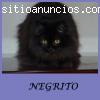 NEGRITO Y TIGRE, se quedan en la calle!!