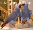 Regalo Los Loros Grises africanos para