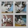 ZIPI. Gato casero y tranquilo. Sevilla