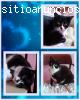 SAMANTHA, Belleza y nobleza felinaSEVILL