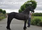 Caballo frisón