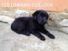 Regalos de calidad Labrador Retriever ca