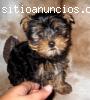 REGALO YORKSHIRE MUY MUY Pequeno‏‏