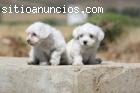 la petshop de dano