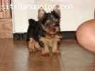 REGALO MACHO Y HEMBRA CACHORROS YORKSHI