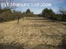 Venta de campos con olivares y almendros