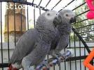 Papagayos(Loros) grises de Gabón