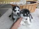 Siberian Husky Cachorros Para Gratis