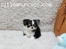 Los mejores cachorros chihuahuas