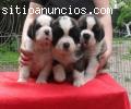 REGALO DE SAN BERNARDO DEL PERRITO