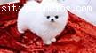 REGALO DE POMERANIANDEL PERRITO,,...