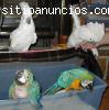 Loros y Huevos Para Venta