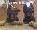 !!DISPONIBLE CACHORROS PASTOR ALEMAN!!