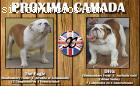 Bulldog Ingles cachorros