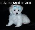 Regalo Cachorros Bichon Maltes Miniaratu