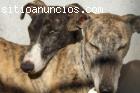 Somos sus voces
