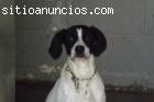 En adopción
