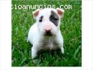 Regalo Bull terrier cachorros busca un