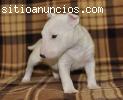 Bull Terrier Cachorros Para Adopcion