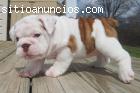 BULLDOG INGLES CACHORROS PARA SU APROBAC