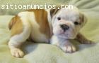 Adorables cachorros bulldog Inglés para