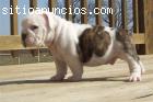 Bulldog ingles cachorros