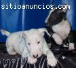BULL TERRIER MINIATURA ESPECTACULAR CAMA