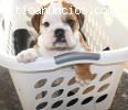 Bulldog Inglés cachorros machos y hembra