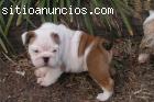 Bulldog ingles cachorros