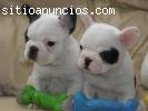 Cachorros de bulldog francés