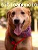 Luck, perro cariñoso en adopción