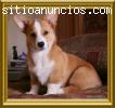 WELSH CORGI PEMBROKE
