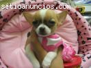 Cachorros di chihuahua Mini