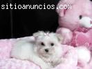Regalo Cachorros Bichon Maltes Miniaratu