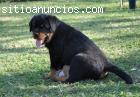 preciosos cachorros rottweiler