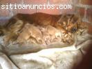 cachorros cocker