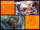Breton Macho en ADOPCION