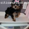 Cachorros de Yorkshire Terrier para la a