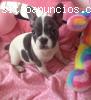 REGALO Calidad Bulldog francés cachorros