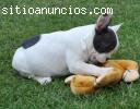 GRATIS Calidad Bulldog francés cachorros