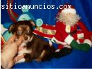 Regalo mini miniatura chihuahua cachorr
