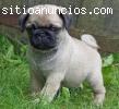 Se vende camada de carlino ¡¡ garantia v